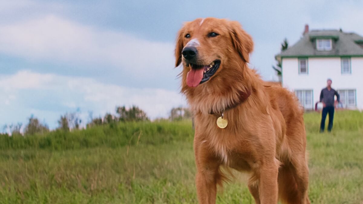 One of good movies for 10 year olds on Netflix: A Dog&rsquo;s Purpose (2017).